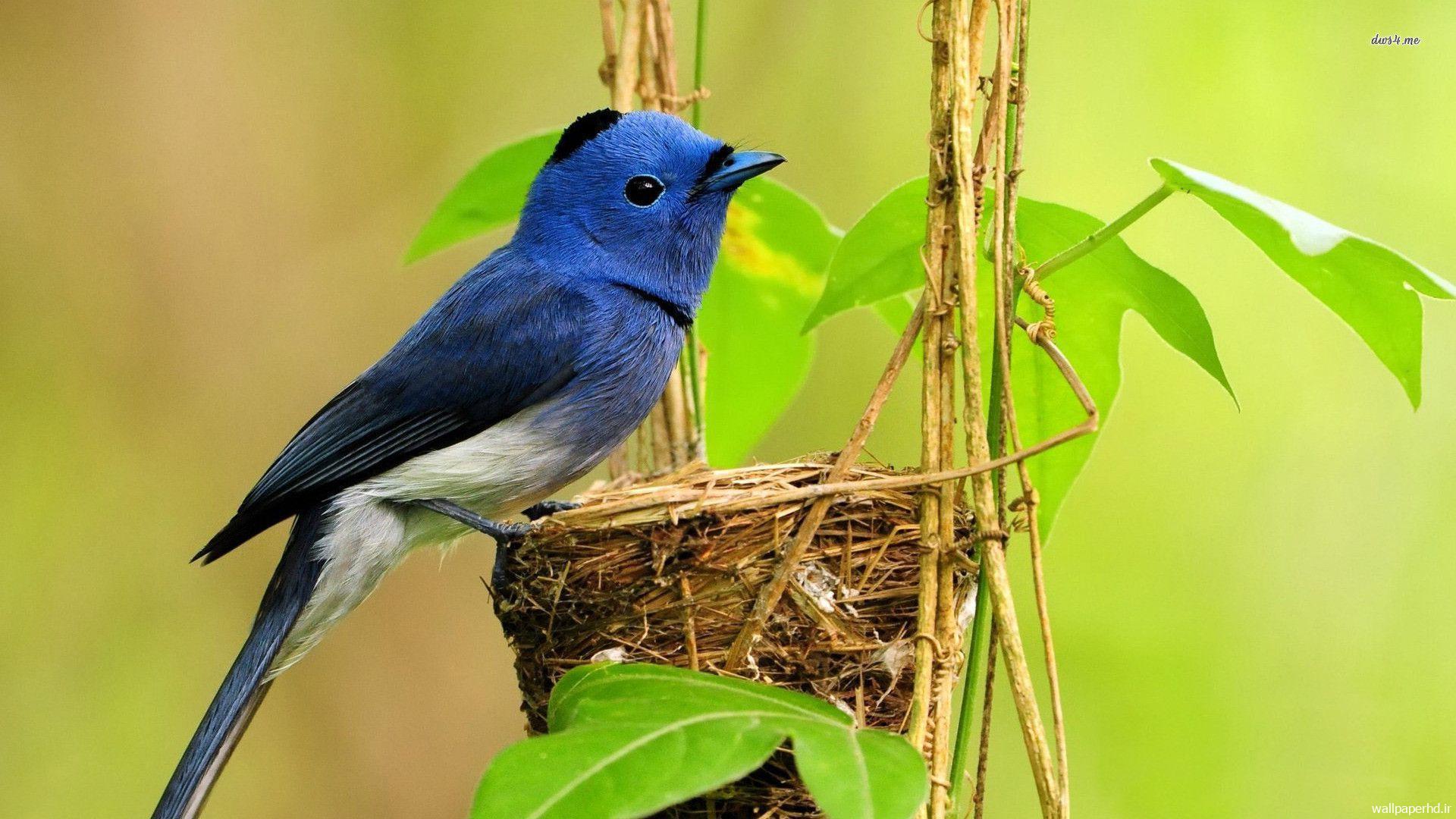 عکس پرندگان آبی رنگ