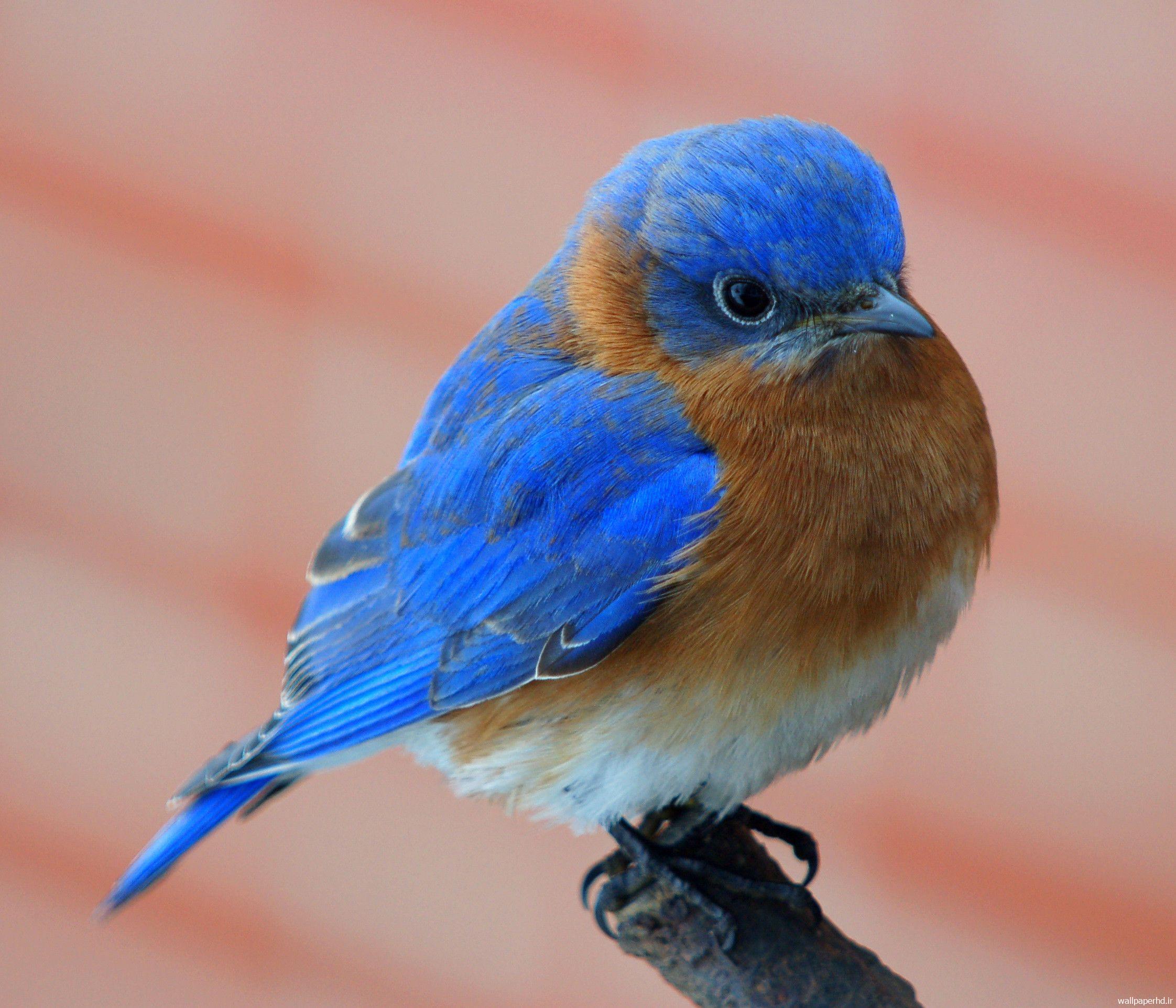 والپیپر پرندگان آبی رنگ