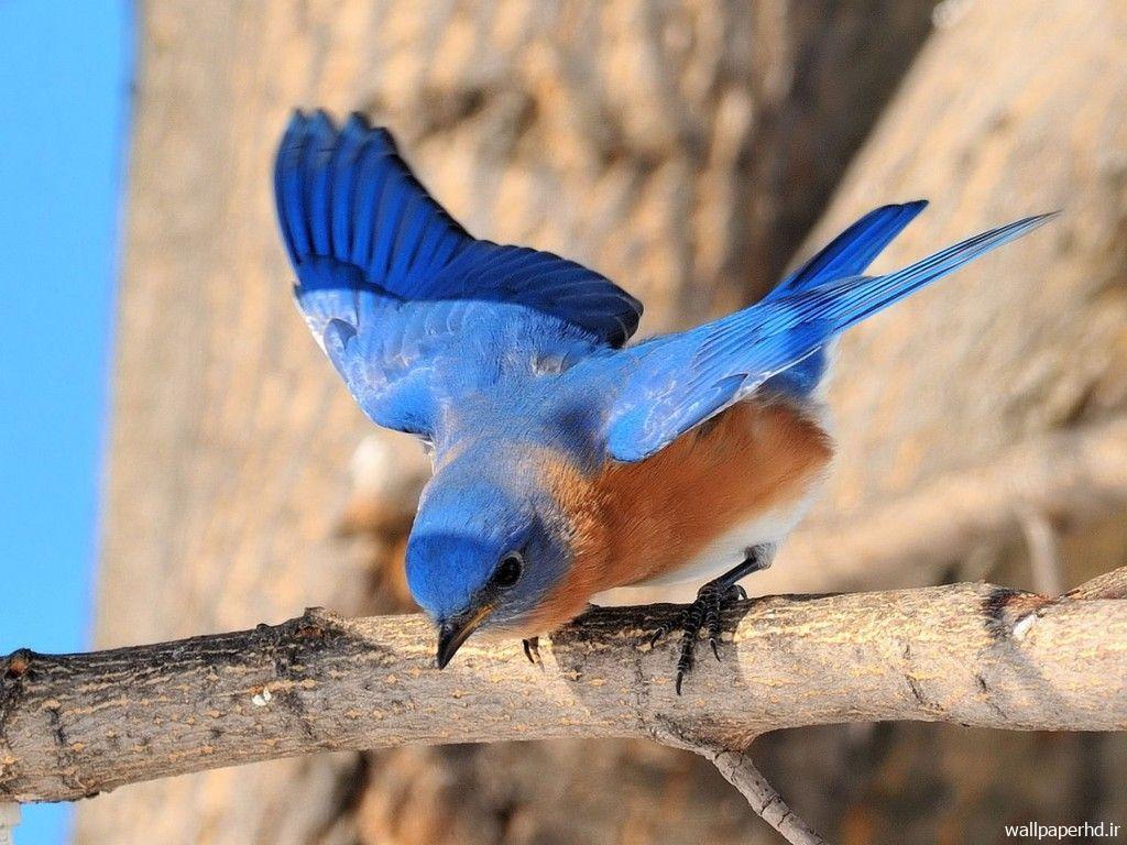 پرنده آبی رنگ
