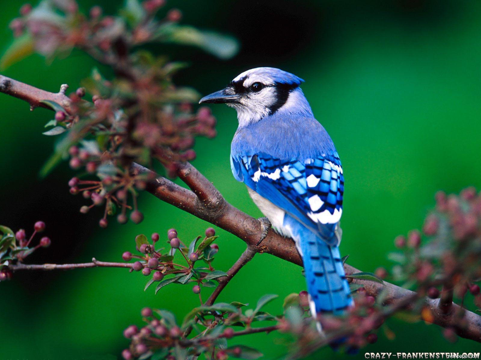 پرنده آبی رنگ