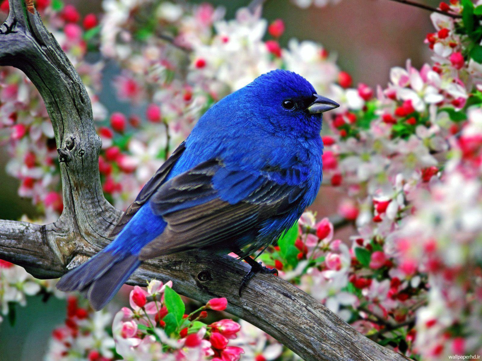 عکس پرنده آبی رنگ