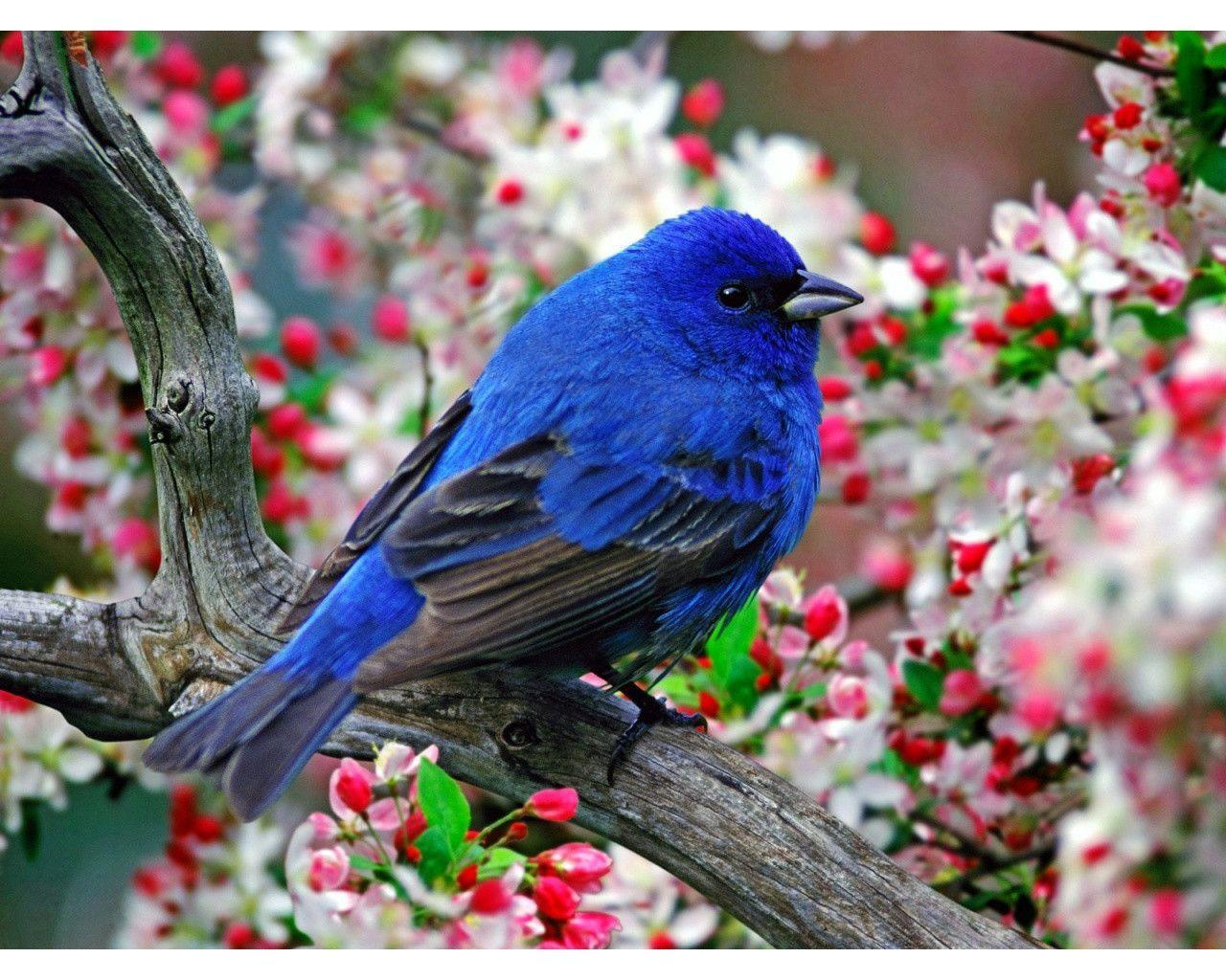 پرندگان آبی رنگ