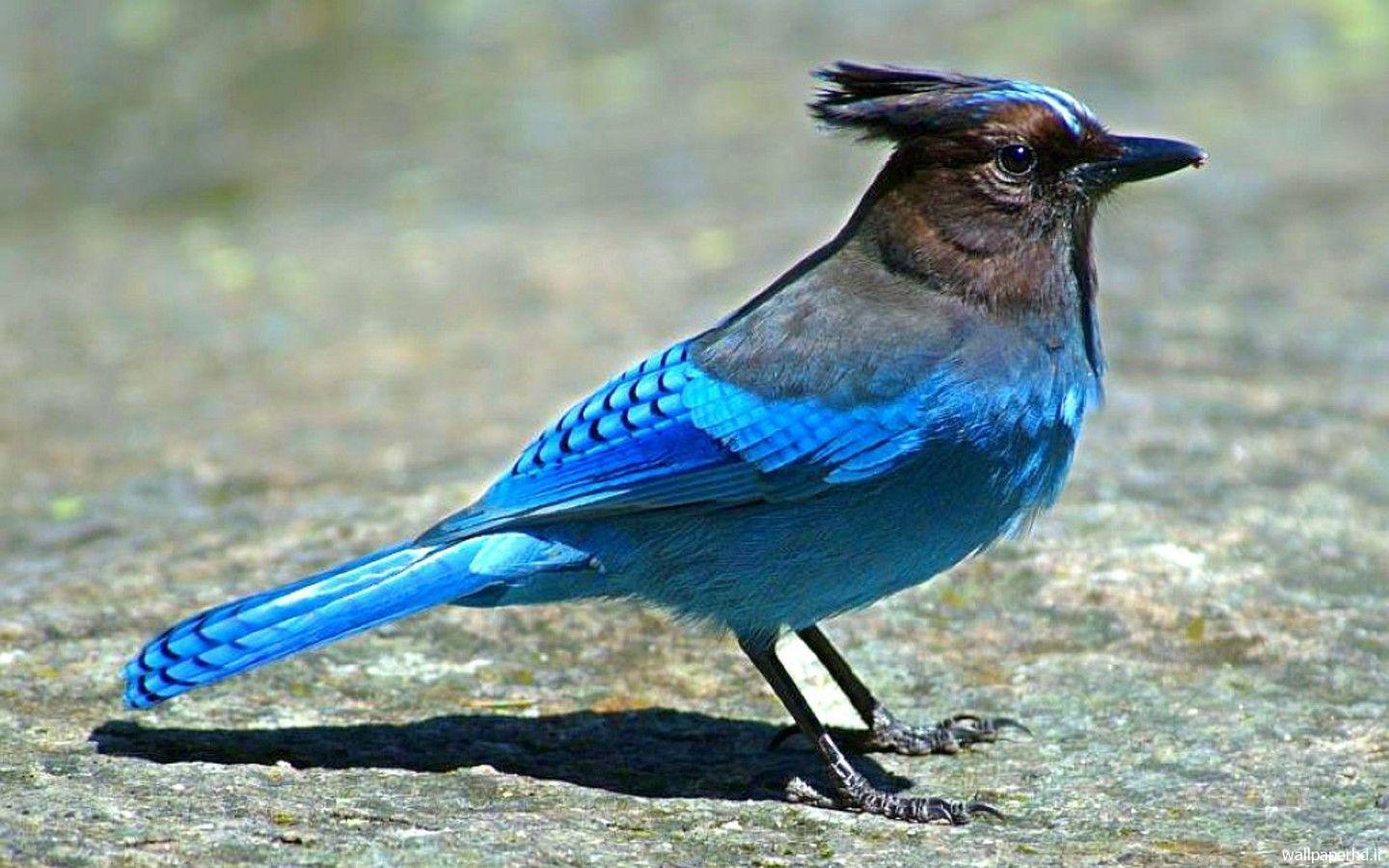 پرندگان آبی رنگ