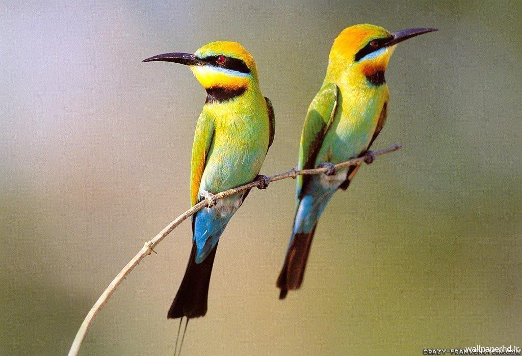 والپیپر پرندگان رنگارنگ