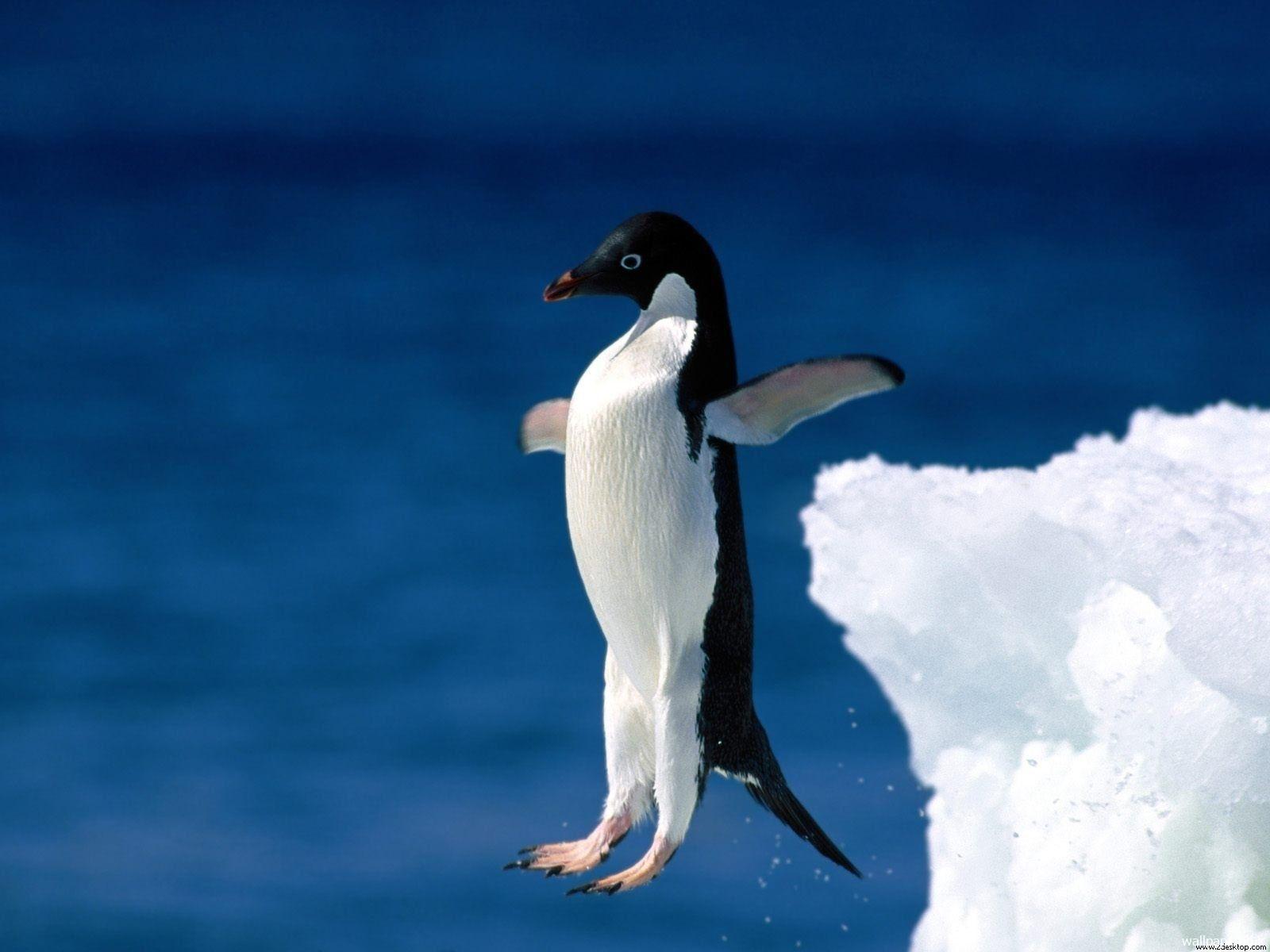 عکس پنگوئن ها