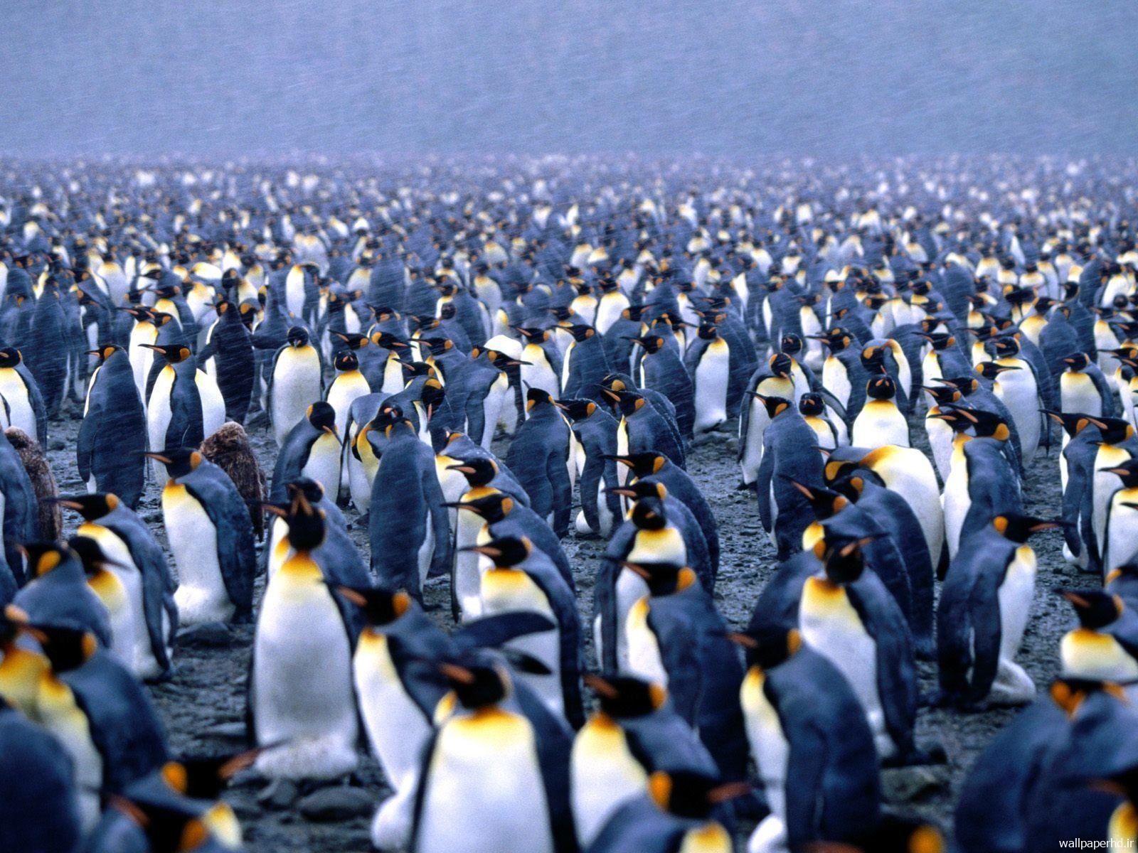  پنگوئن ها